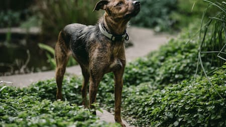 Perro. Foto: Unsplash.