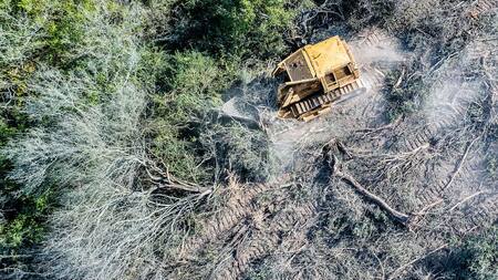 Deforestación en el norte de Argentina. Foto: Gentileza Greenpeace.