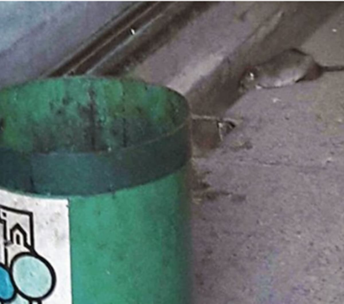 Ratas en el Palacio Municipal de Córdoba