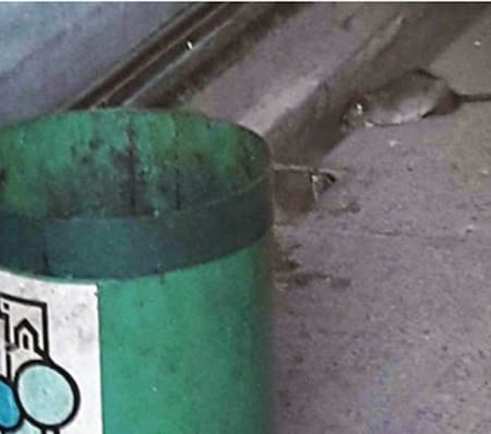 Ratas en el Palacio Municipal de Córdoba