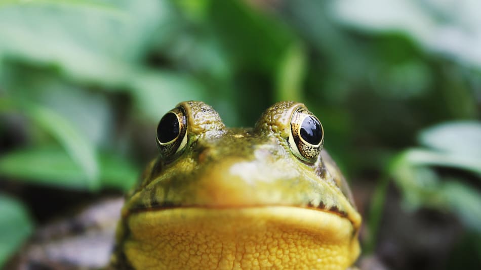 El sapo volcánico es similar a una especie de sapos de Tanzania. Foto Unsplash.