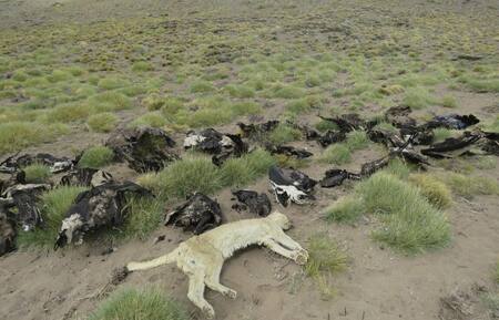 Animales envenenados en Mendoza - NA -