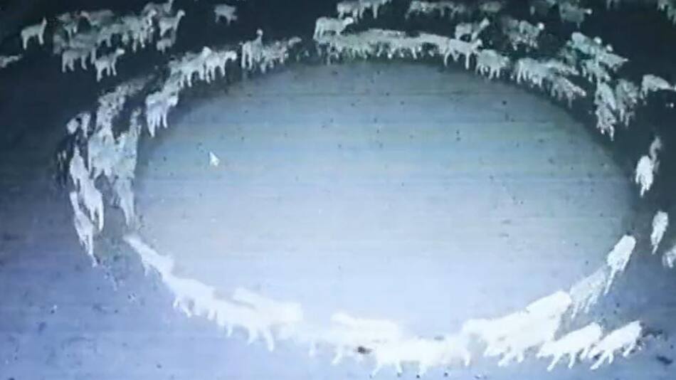 El rebaño de ovejas que causó asombro en todo el mundo. Foto: captura de video.