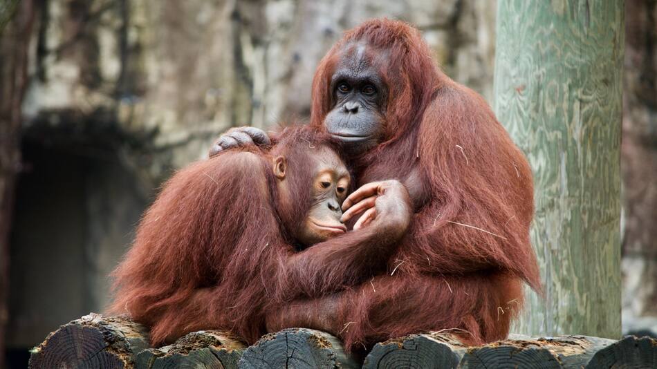 Primates. Foto: Unsplash.