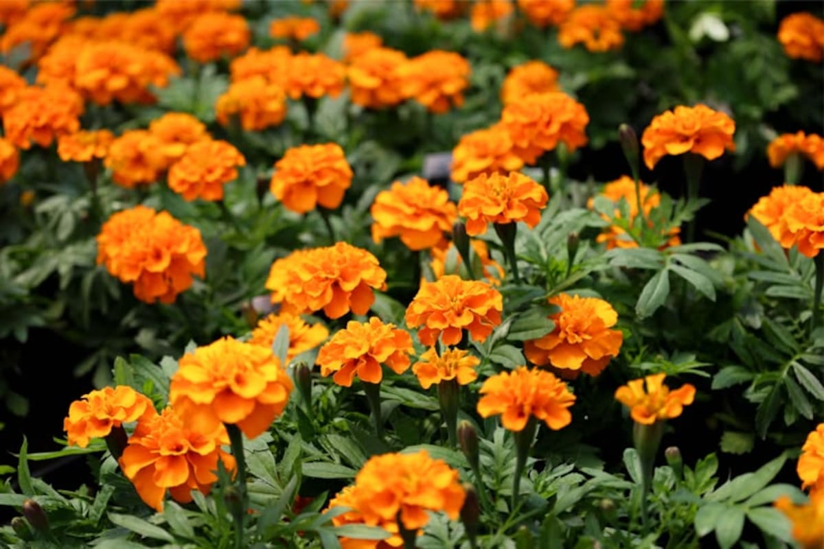 Con sus colores vibrantes y su aroma intenso, el cempasúchil puede cultivarse en jardines, patios y macetas.