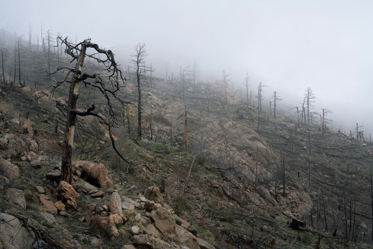 Incendios forestales. Foto Unsplash.