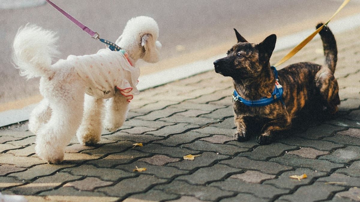 Paseo de perros.