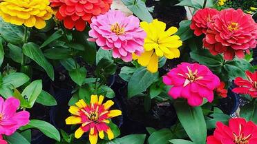 Se acerca la primavera y ChatGPT lo sabe: cuáles son las 5 flores más representativas de Argentina, según la IA