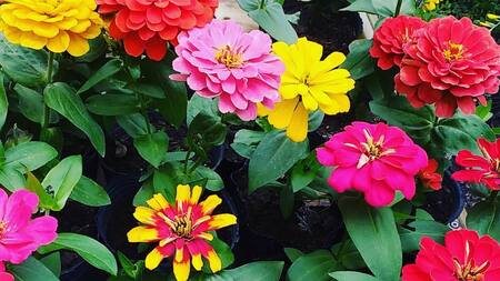 Flores de primavera.