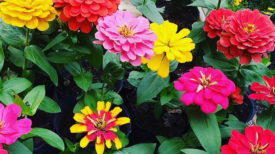 Flores de primavera.