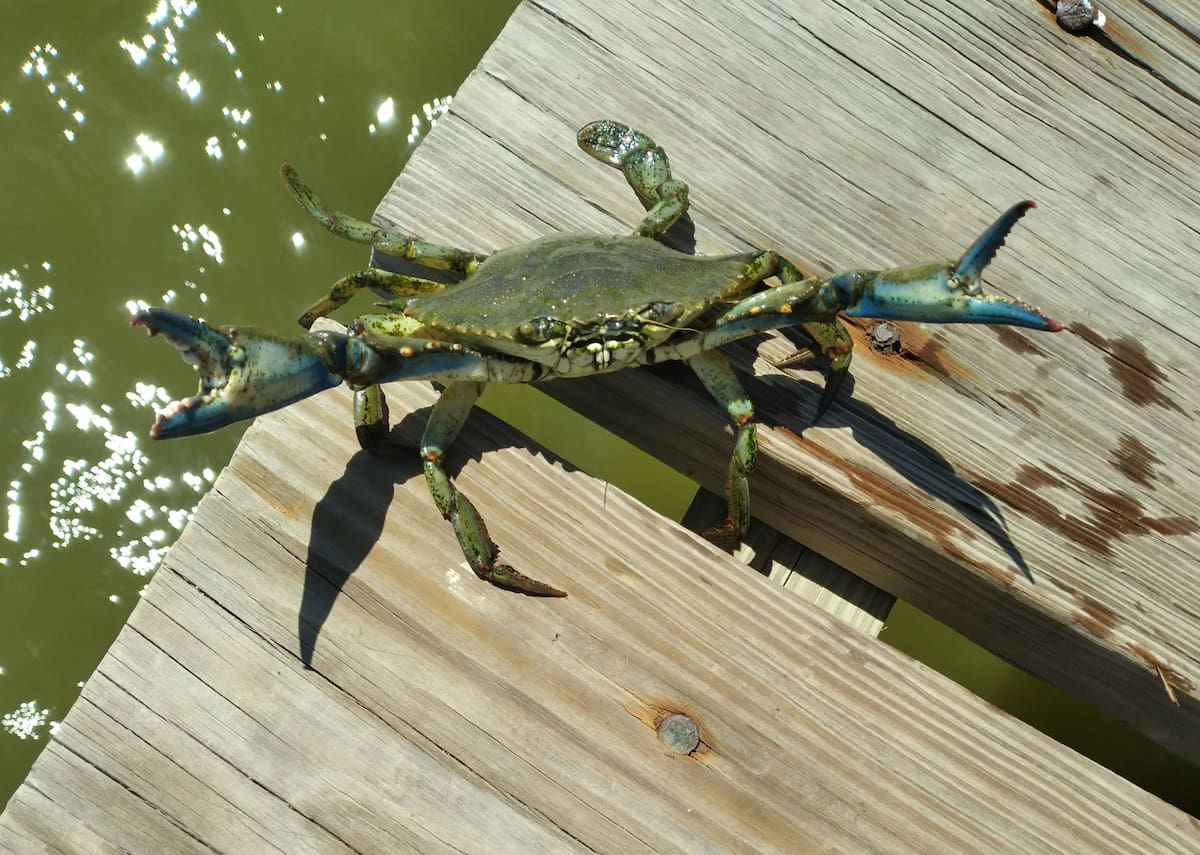 El cangrejo azul se convirtió en una de las especies invasoras más preocupantes del mar Mediterráneo.