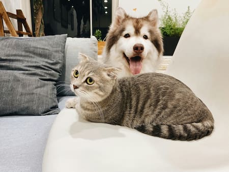 Perro y gato. Foto Unsplash.