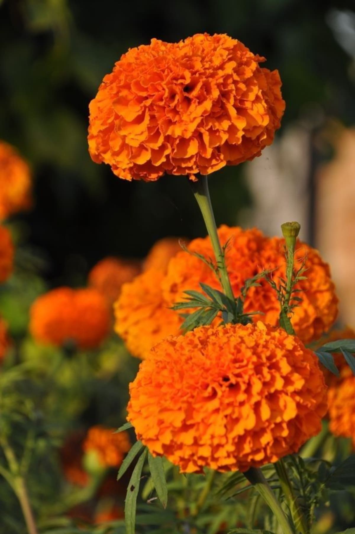 Con sus colores vibrantes y su aroma intenso, el cempasúchil puede cultivarse en jardines, patios y macetas.