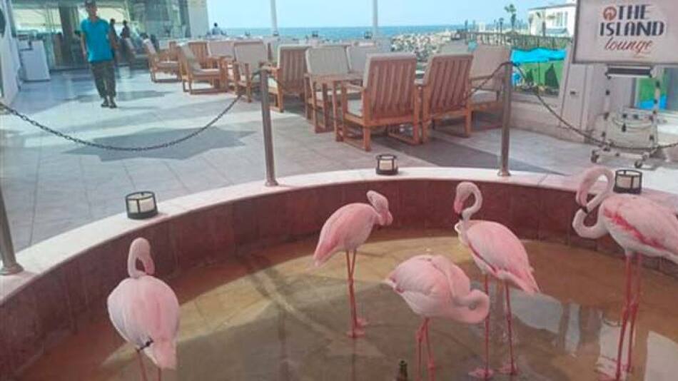 Flamencos rescatados en Egipto. Foto: Twitter/ @800Noticias_