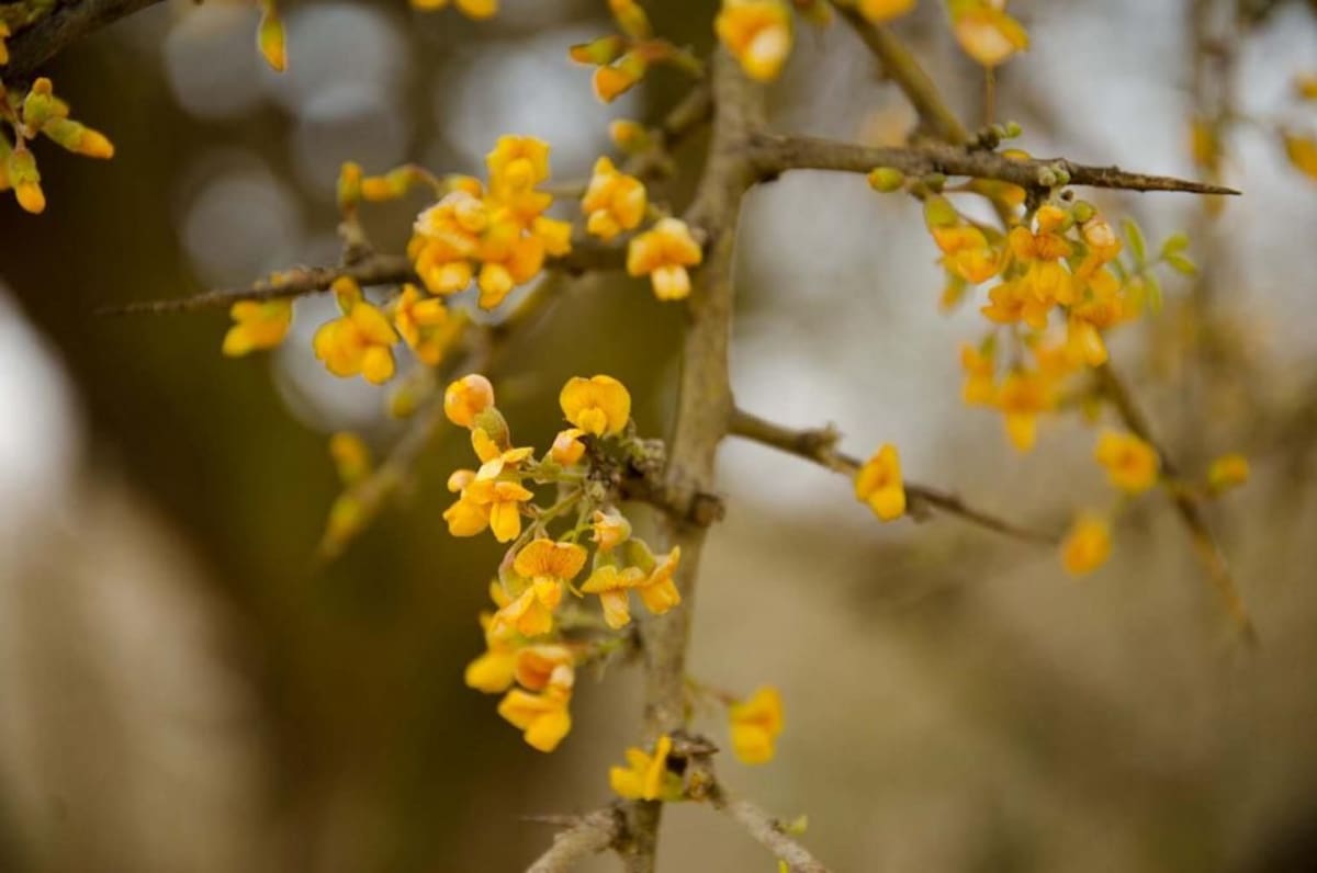 Cómo cuidar un árbol de chañar