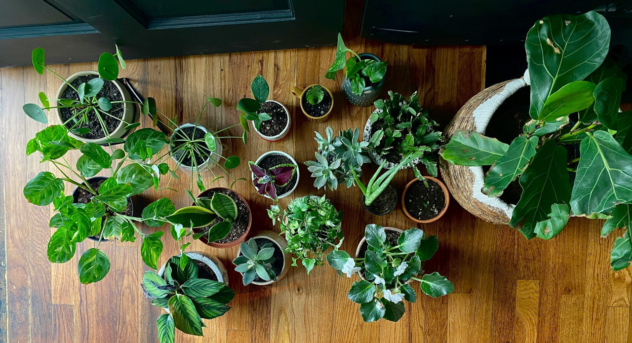 Consejos útiles para las plantas. Foto: Unsplash.
