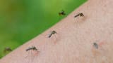 ¿Mosquitos en tu jardín?: 3 plantas decorativas que los ahuyentan y llenan de vida tus espacios