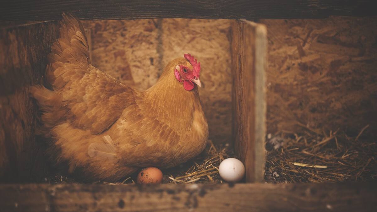 Qué fue primero, el huevo o la gallina. Foto Pixabay