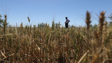 Cultivos de cobertura. Foto: Reuters