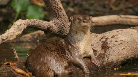 Nutria neotropical (Lontra longicaudis enudris)