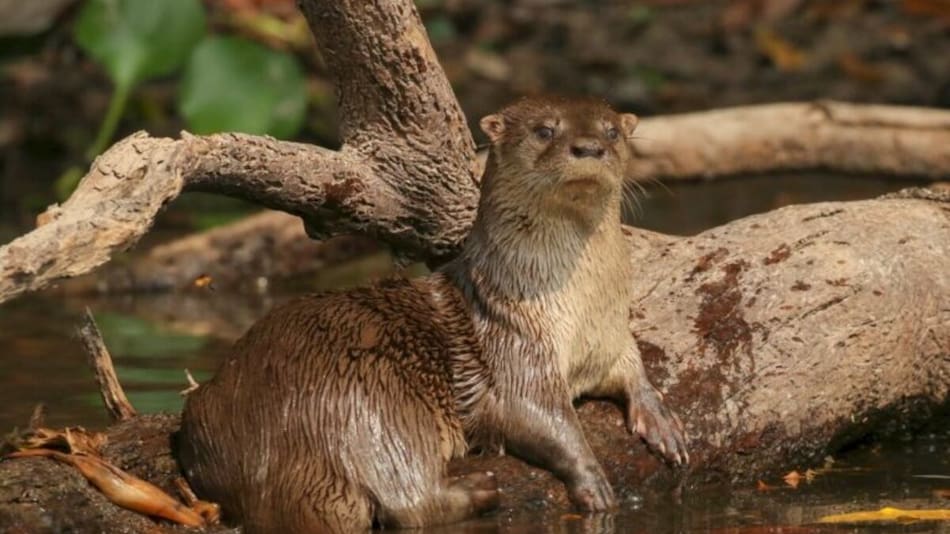 Nutria neotropical (Lontra longicaudis enudris)