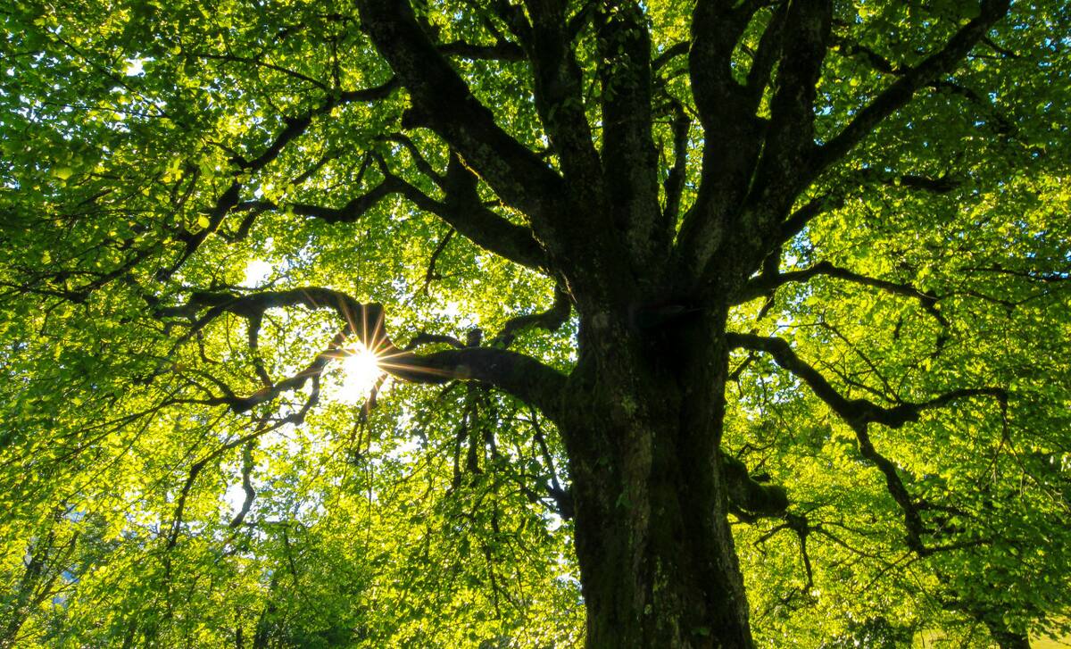 Árboles. Foto: Unsplash.