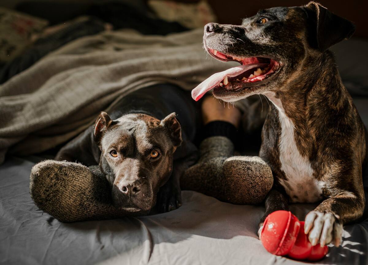 Perros. Foto Unsplash.