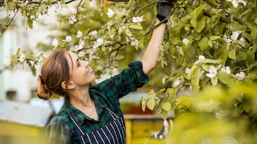 Crece rápido, da fruta todo el año y va en maceta: el árbol que mejor se adapta al calor de diciembre
