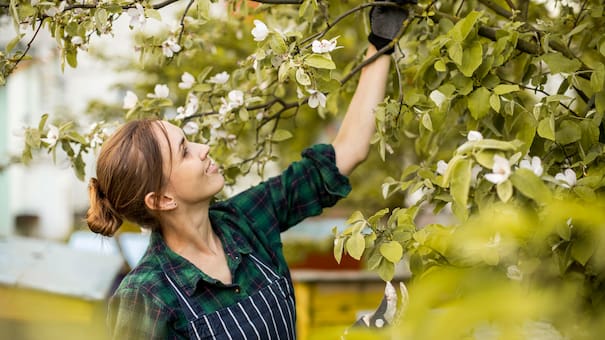 Crece rápido, da fruta todo el año y va en maceta: el árbol que mejor se adapta al calor de diciembre