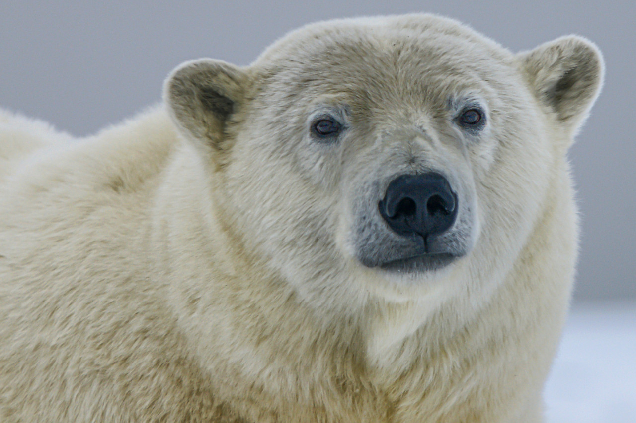 Oso polar. Foto: Unsplash.