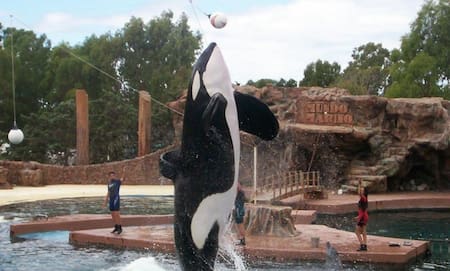 Kshamenk en pleno show. Foto: X/ @orcawhisperer