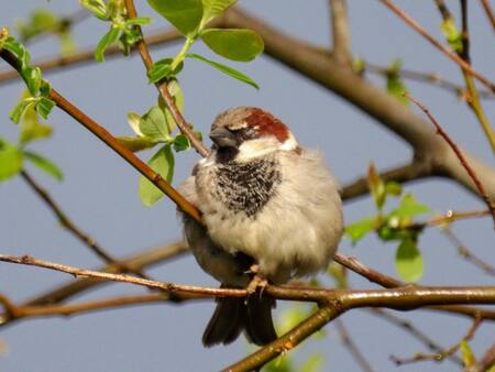 Gorrión; aves. Foto: X/@MDonbis.