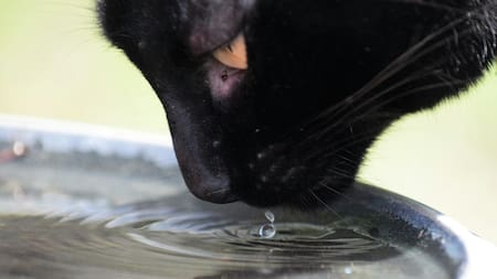 Los gatos y el agua no son grandes amigos. Foto: Unsplash.