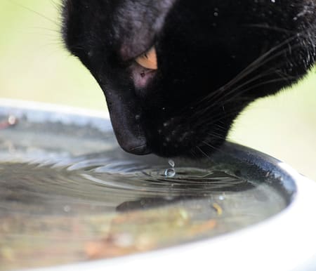 Los gatos y el agua no son grandes amigos. Foto: Unsplash.