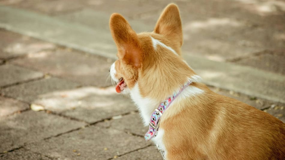 La raza de perro más antigua. Foto Unsplash.