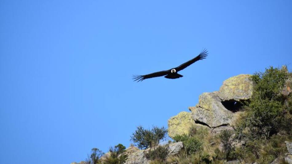 Poloc, condor andino liberado tras ser envenenado