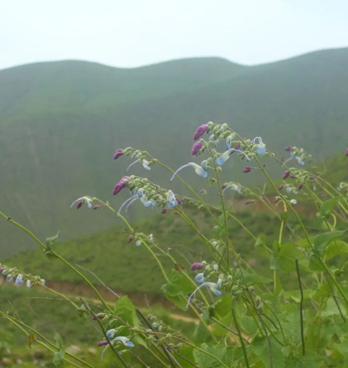 Messi tiene su propia especie de planta: la Salvia mesii