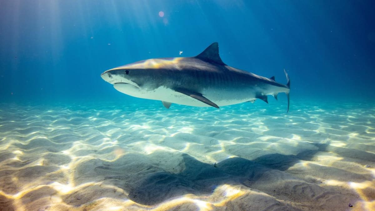Tiburón. Foto: Unsplash (Gerald Schombs).