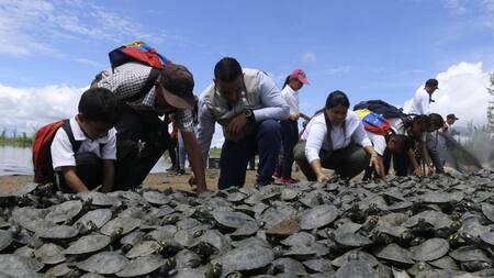 Liberación de tortugas en Venezuela. Fuente: EFE