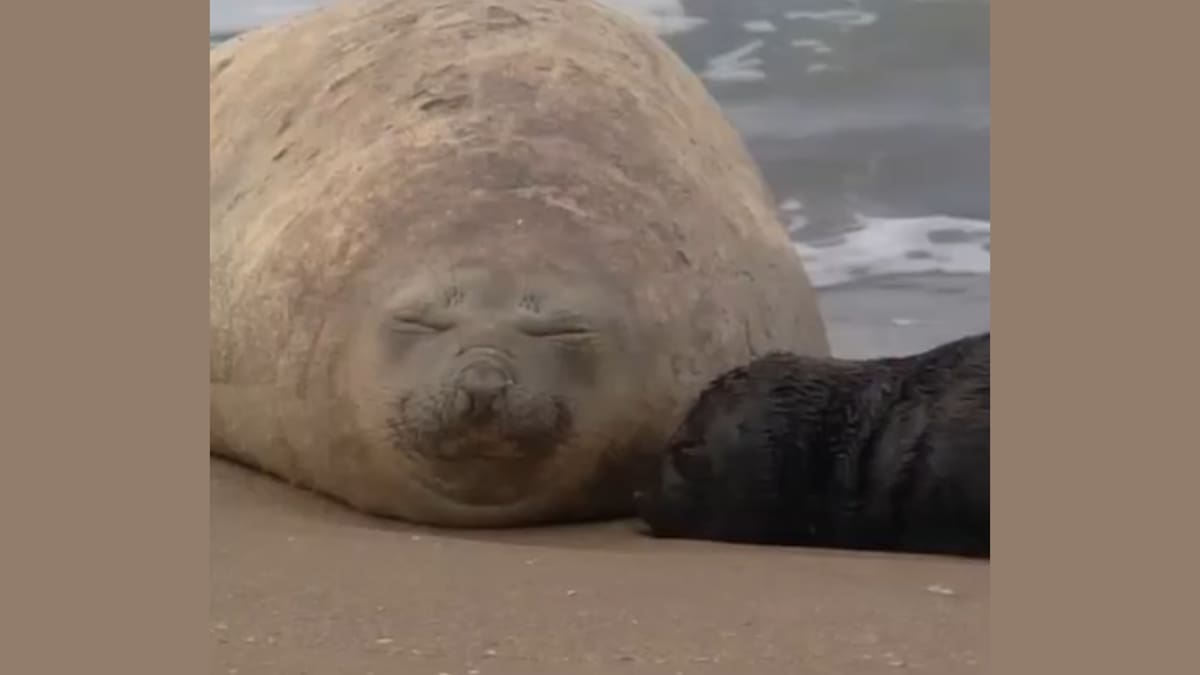Alfredito, el elefante marino que nació en Mar del Plata.