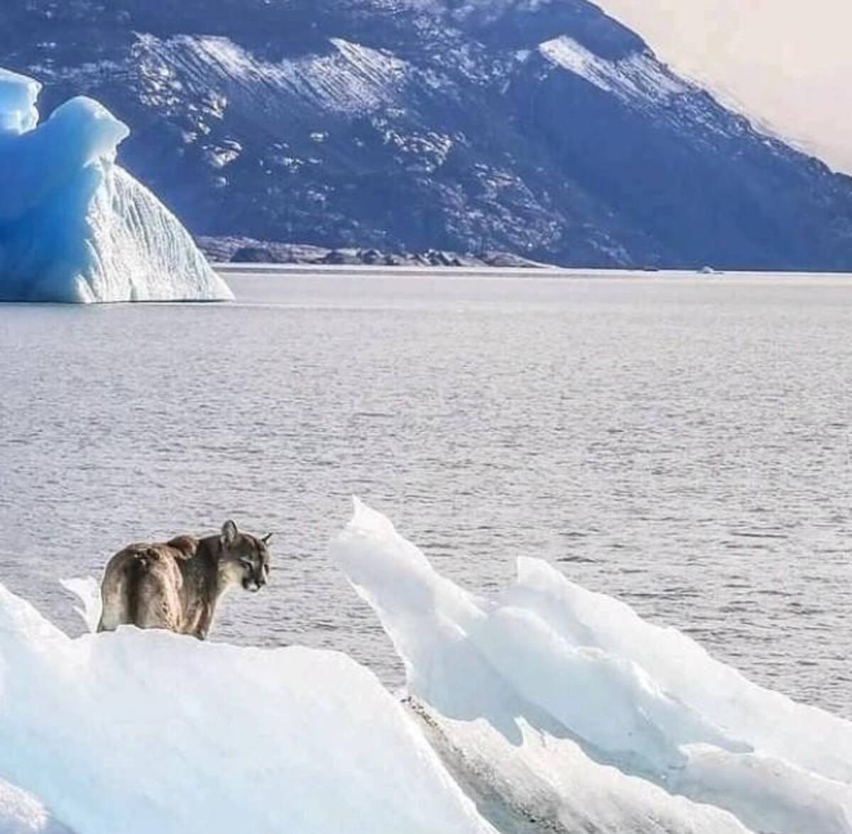 Un puma fue fotografiado y filmado sobre un iceberg en el Parque Nacional Los Glaciares