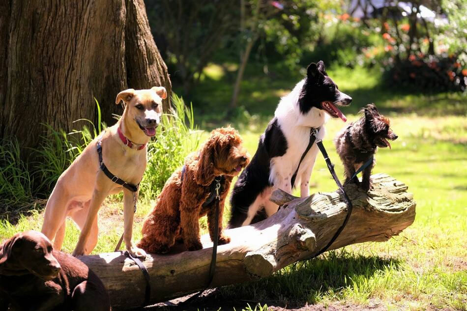 Perros; mascotas. Foto: Unsplash.