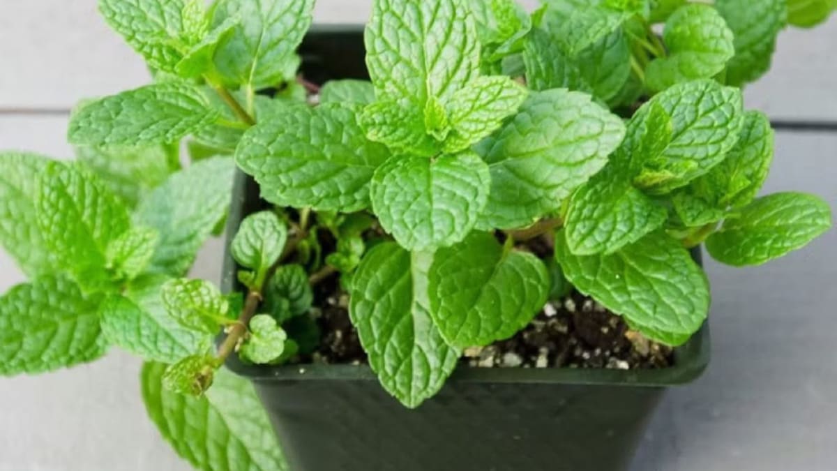 Planta de menta