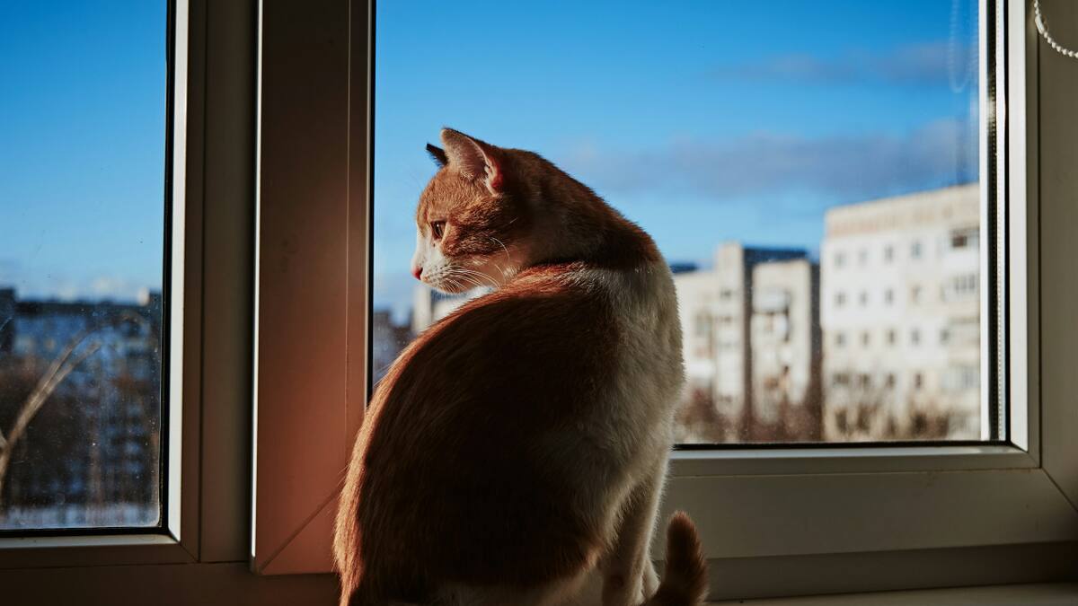 Síndrome del "gato volador". Foto: Unsplash