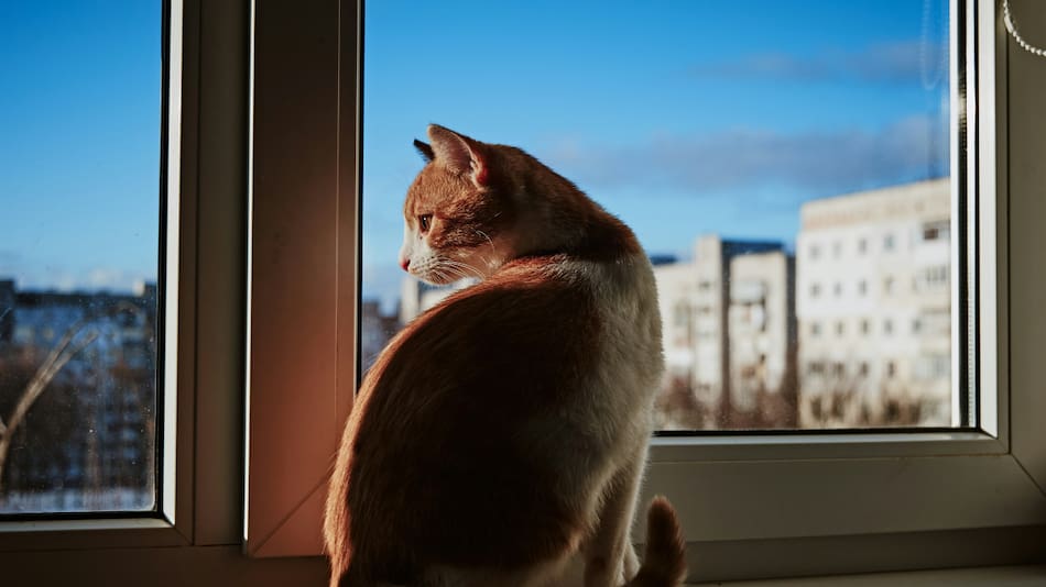 Síndrome del "gato volador". Foto: Unsplash