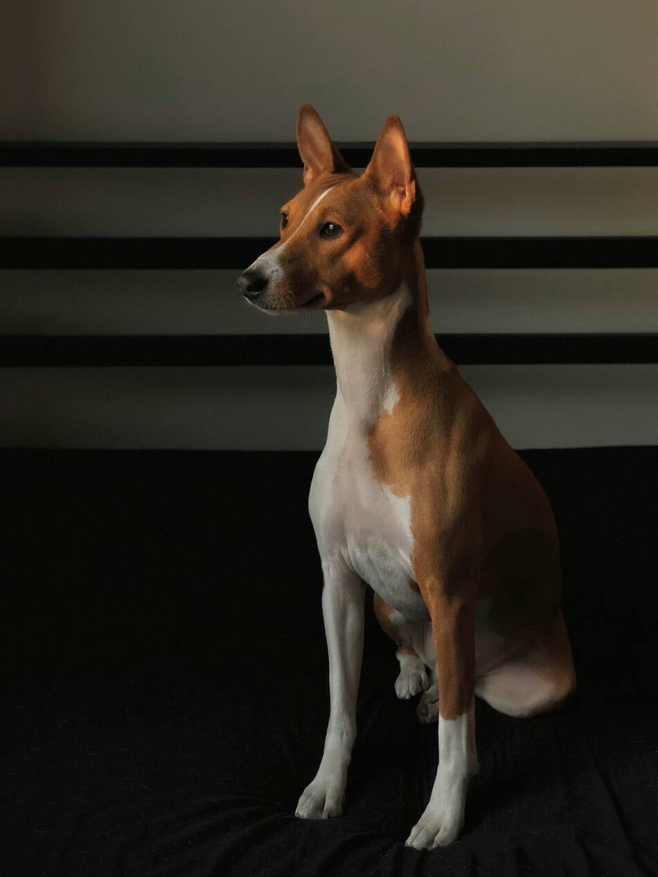 Perro. Foto Unsplash.