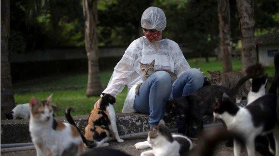 Parásito que ingresa al ser humano a través de gatos