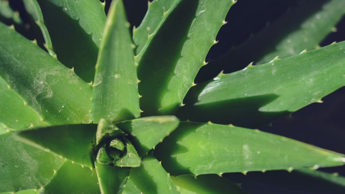 Aloe vera: los secretos de la planta que le brinda beneficios a la piel y refuerza las defensas