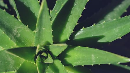 Aloe vera. Foto: Unsplash.