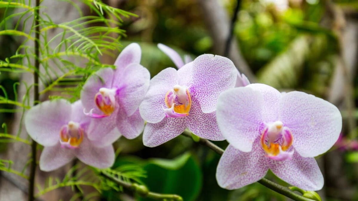 Cómo cuidar las orquídeas en casa: cuáles son ideales para interior y el secreto para que florezcan